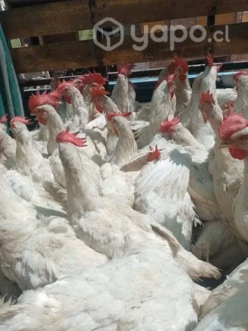 Gallinas blancas