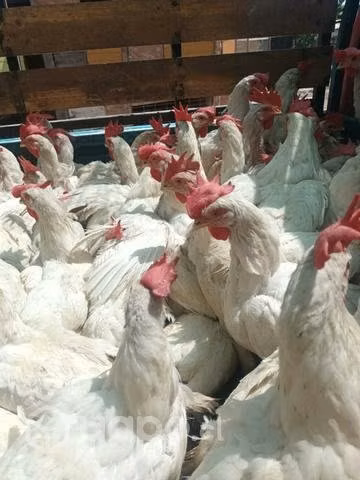 Gallinas blancas - Imagen 2