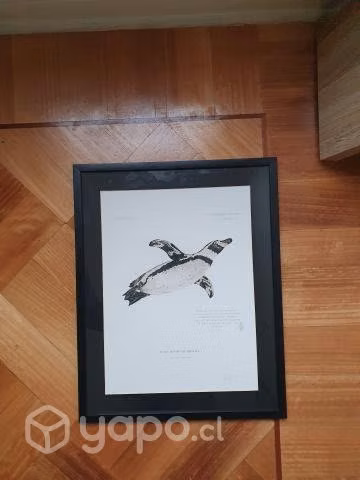 Cuadro 40x50 Pingüino de Humboldt