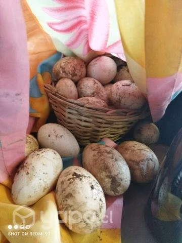 Huevos de ganso