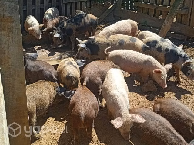 Chanchos lechones