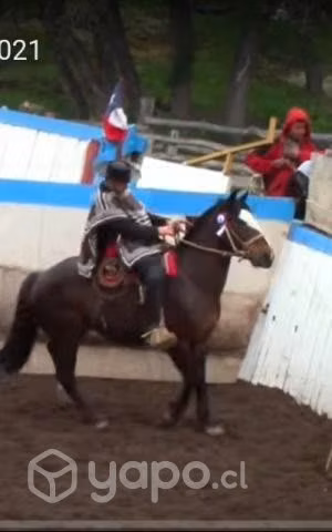 Caballo incrito