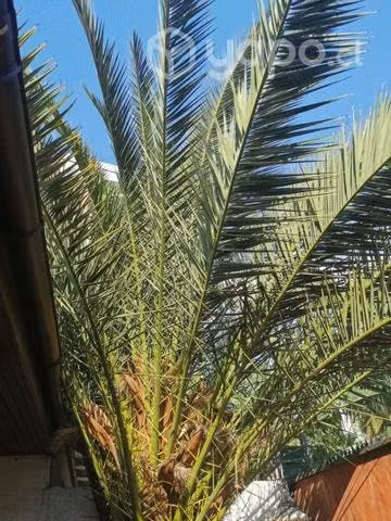 Palmera grande altura 10 metros