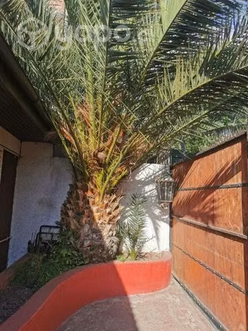 Palmera grande altura 10 metros