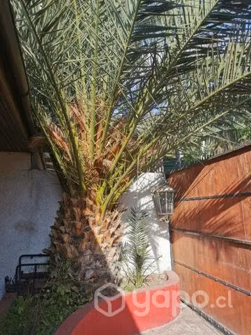 Palmera grande altura 10 metros