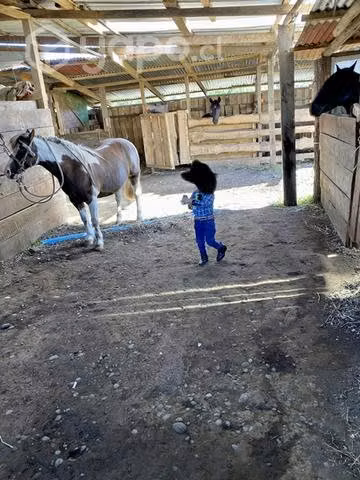 Caballito manso para niños
