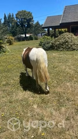 Caballito manso para niños