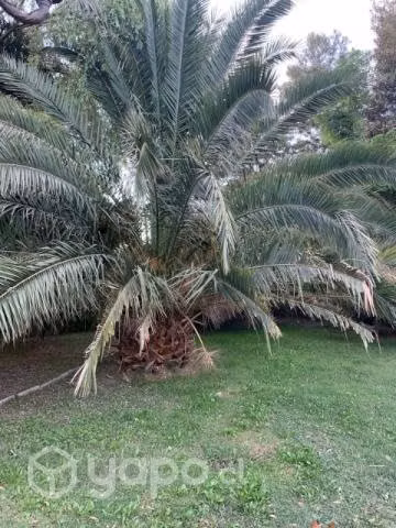4 Palmeras