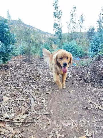Golden busca polola