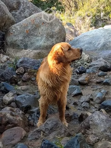 Golden busca polola