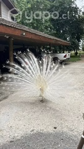 Pavos Reales