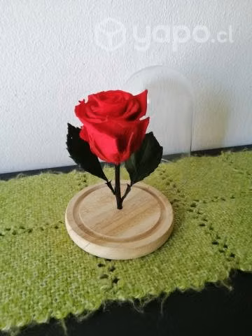 Rosa Eterna Preservada en Cúpula de Cristal