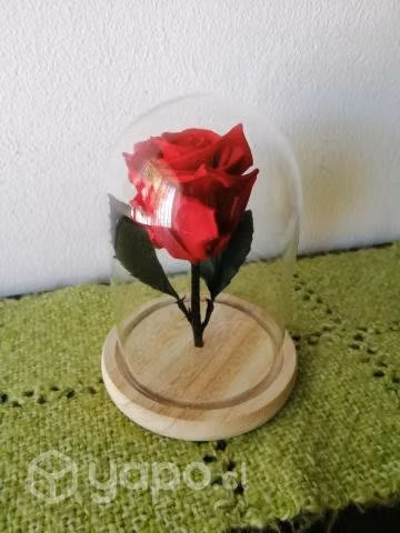 Rosa Eterna Preservada en Cúpula de Cristal