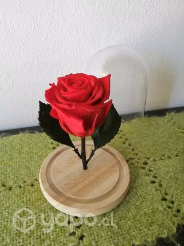 Rosa Eterna Preservada en Cúpula de Cristal