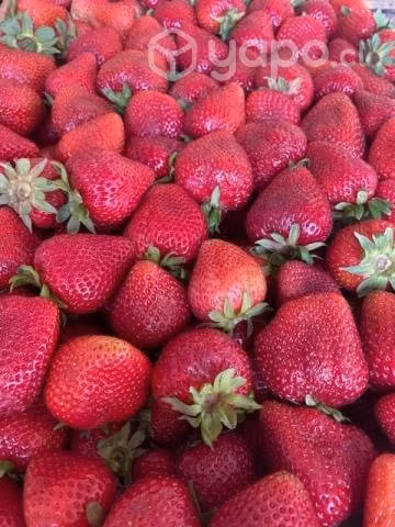 Frutillas/ frambuesas/ arándanos