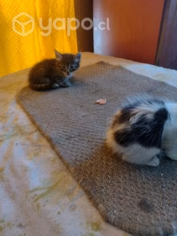 Regalo gatitos