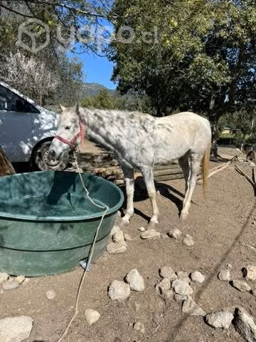 Yeguas caballos árabes inscritas