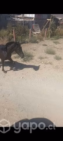Potrillo corralero - Imagen 2