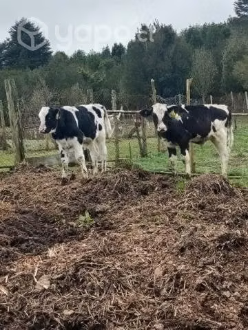 Lote terneros