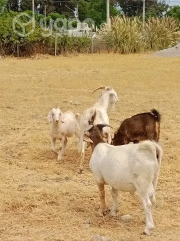 Cabras - Imagen 3