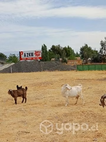 Cabras - Imagen 2