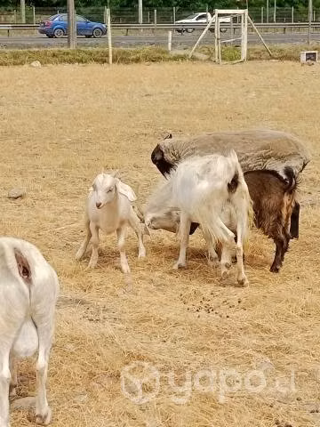 Cabras - Imagen 5