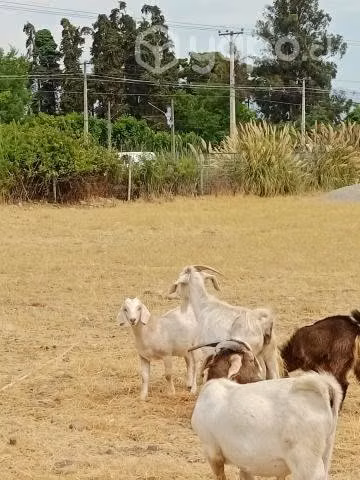 Cabras - Imagen 4