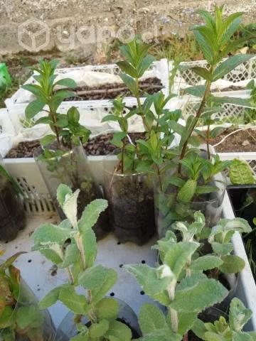 Plantas medicinales