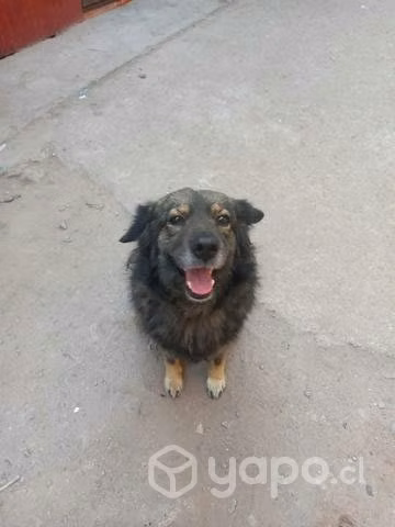 Adopción de perrita