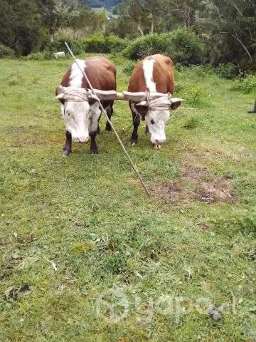Novillos