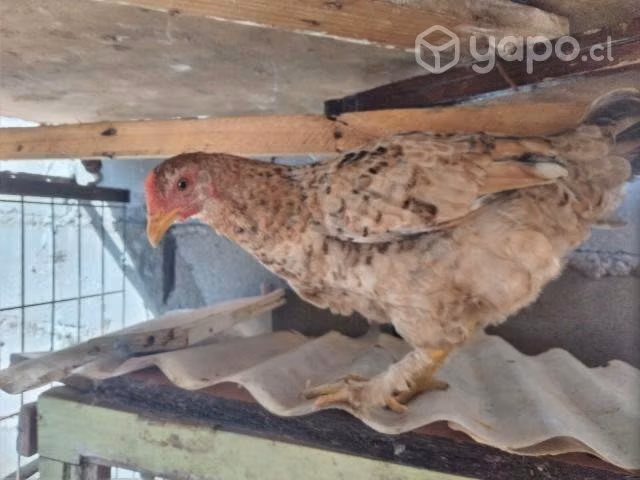 gallo y gallinas
