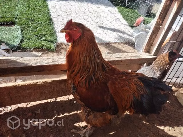 gallo y gallinas