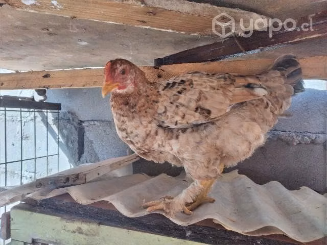 gallo y gallinas