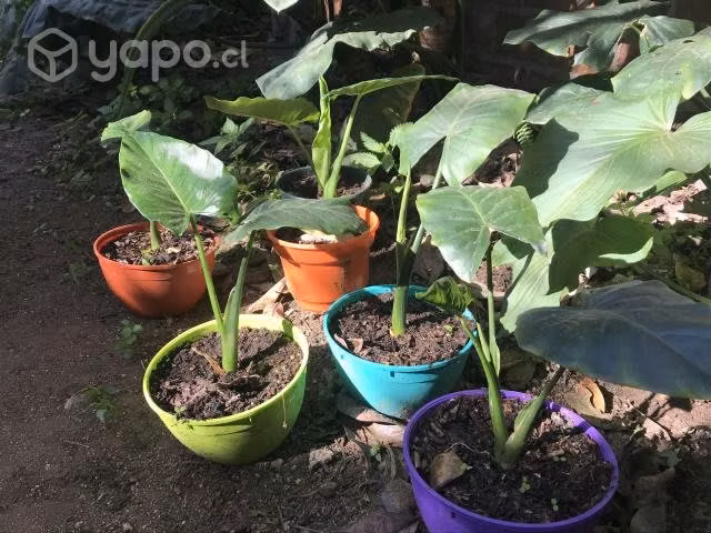 Mantos de Eva