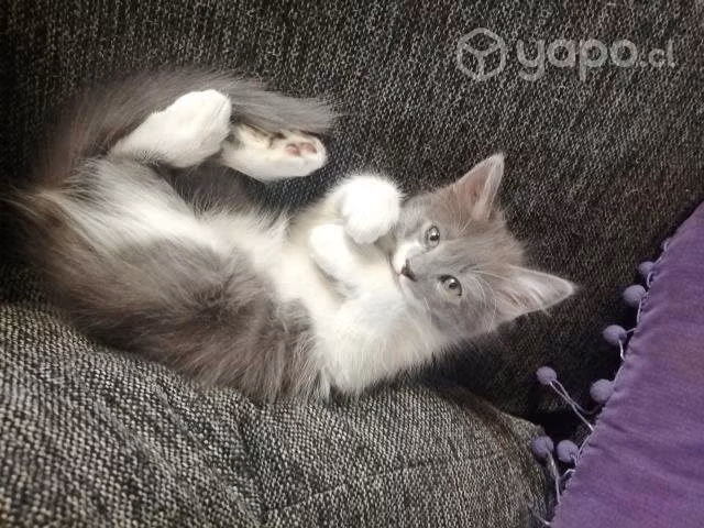 Regalo gatitos - Imagen 3