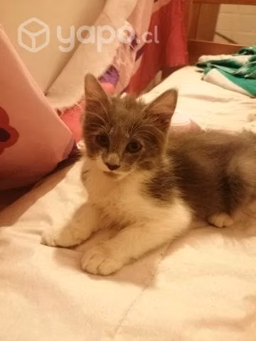 Regalo gatitos