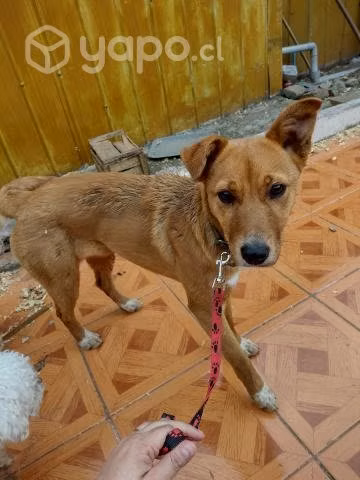Adopción perrita