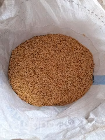 Avena Super Nova