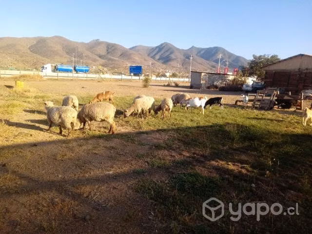 Ovejas