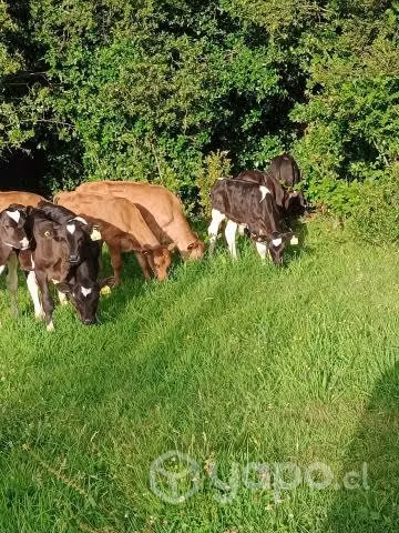 10 Terneros destetados - Imagen 4