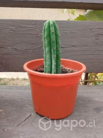Cactus suculentas - Imagen 3