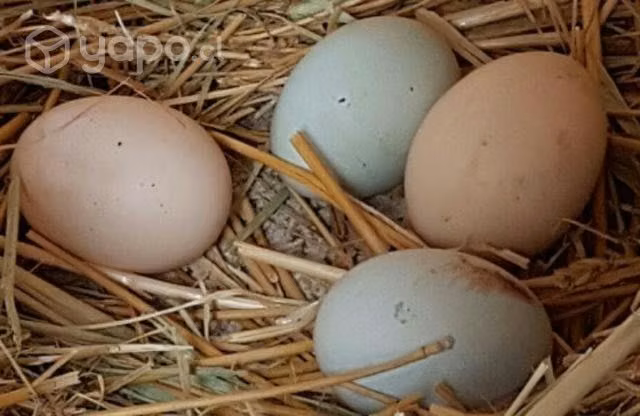 Huevos de campo