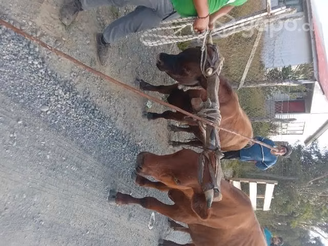 Toro y novillo manzo