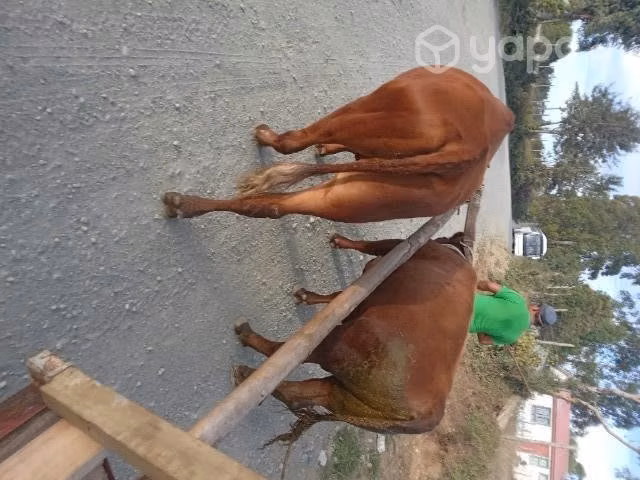 Toro y novillo manzo - Imagen 3