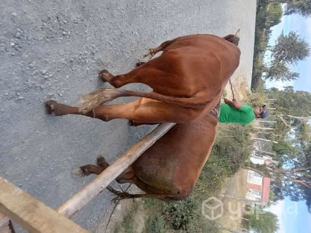 Toro y novillo manzo - Imagen 4