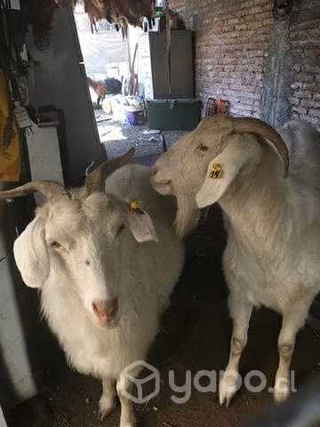 Corderos/cabras/chivos
