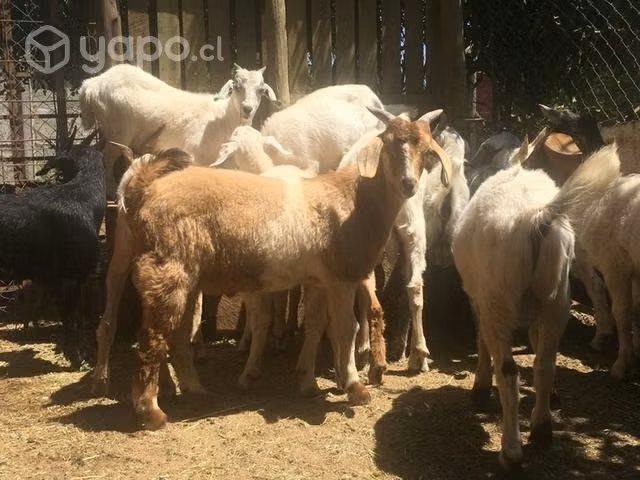 Corderos/cabras/chivos