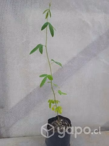 Passiflora Pinnatistipula