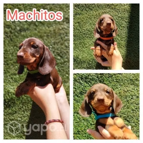 Cachorro salchicha
