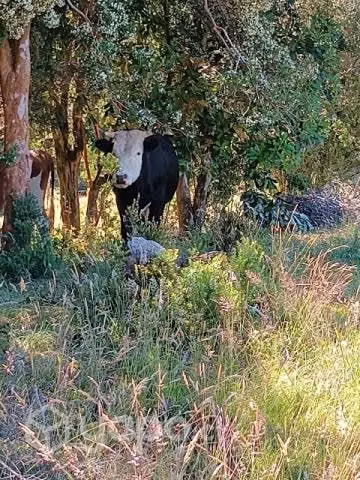 Yunta de novillos